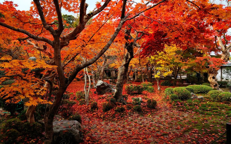 Autumn Red Leaves Garden At Enkoji Temple Japan