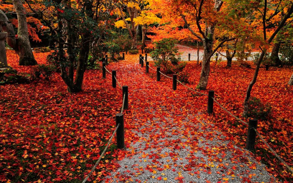 Japan Enkoji Temple Autumn Red Leaves Path
