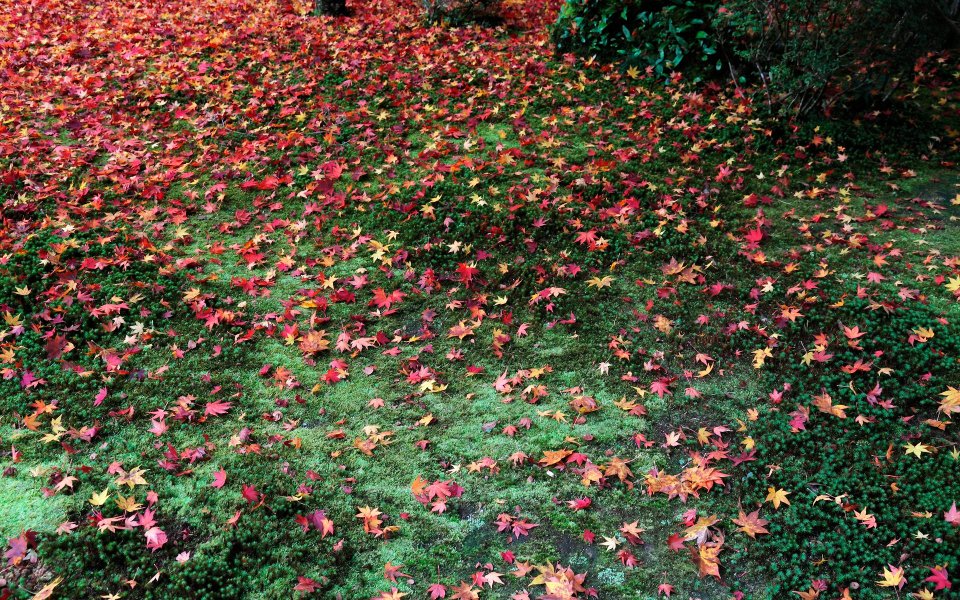 Japan Kyoto Enkoji Temple Autumn Red Leaves Ground Scene