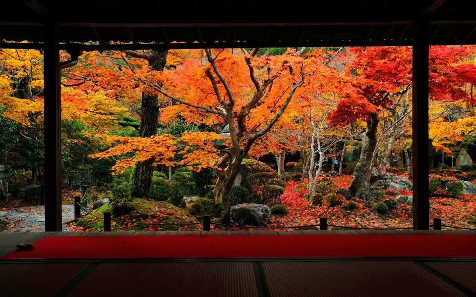 日本京都圆觉寺秋季红叶庭院景观