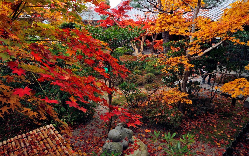 日本京都圆觉寺秋日庭院红叶景观