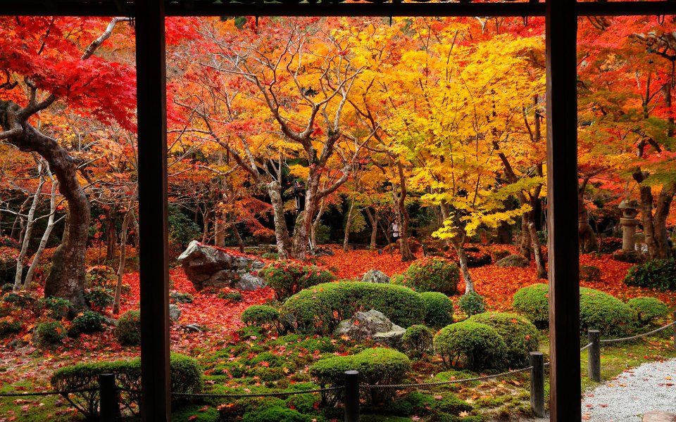 日本京都圆觉寺秋日红叶庭园景观