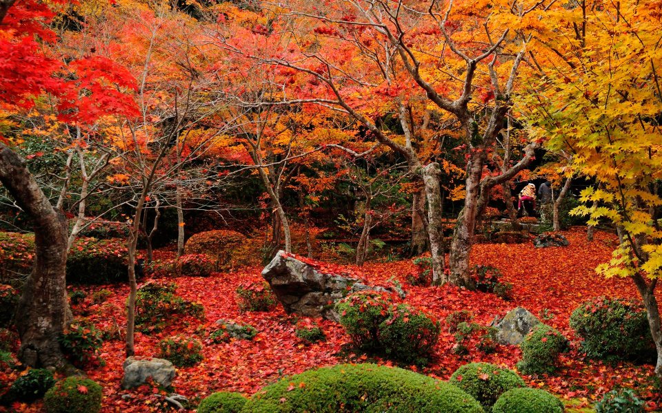 日本京都圆觉寺秋日红叶园林景观