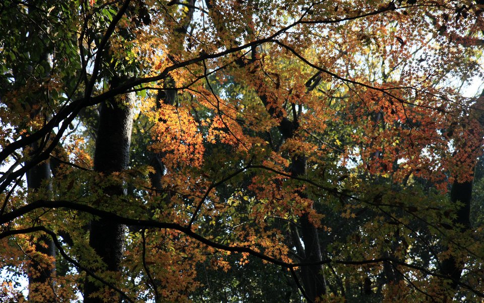Autumn Trees In Shimogamo Shrine Kyoto