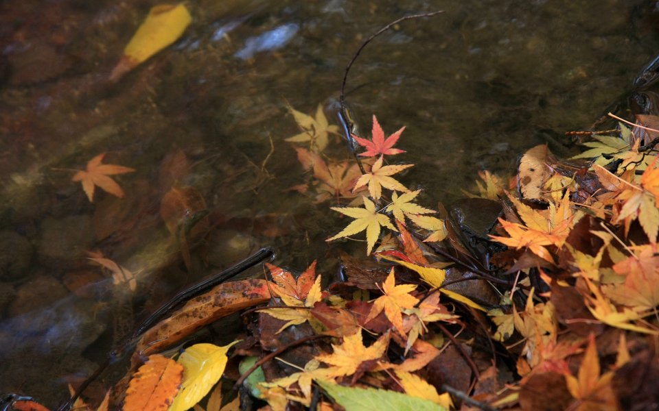 Fall Foliage At Shimogamo Shrine Autumn Scene