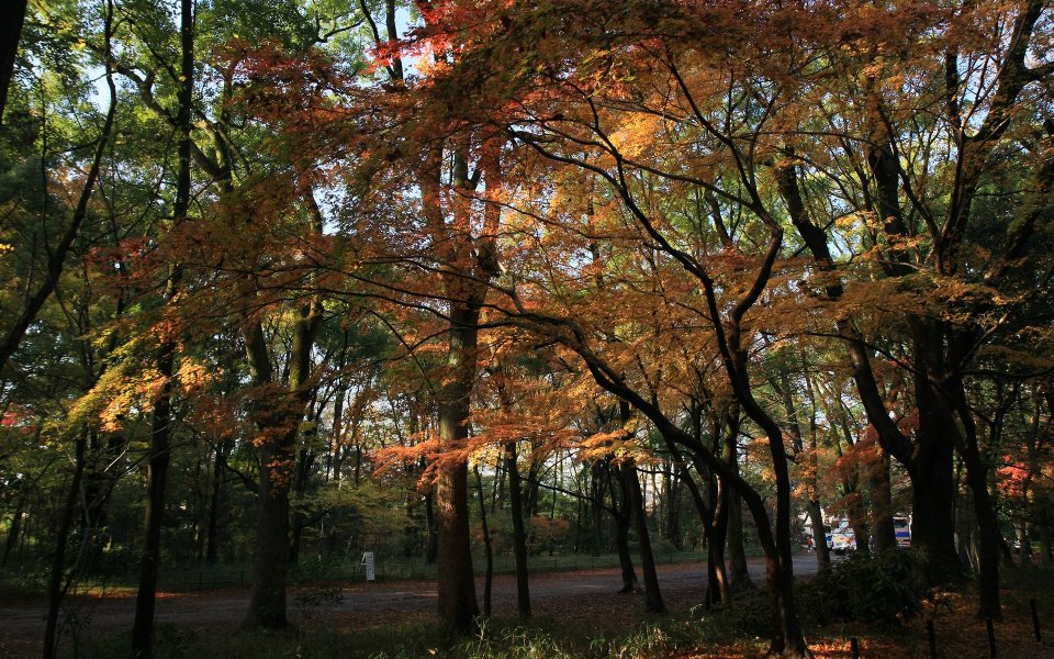 日本下鸭神社秋景