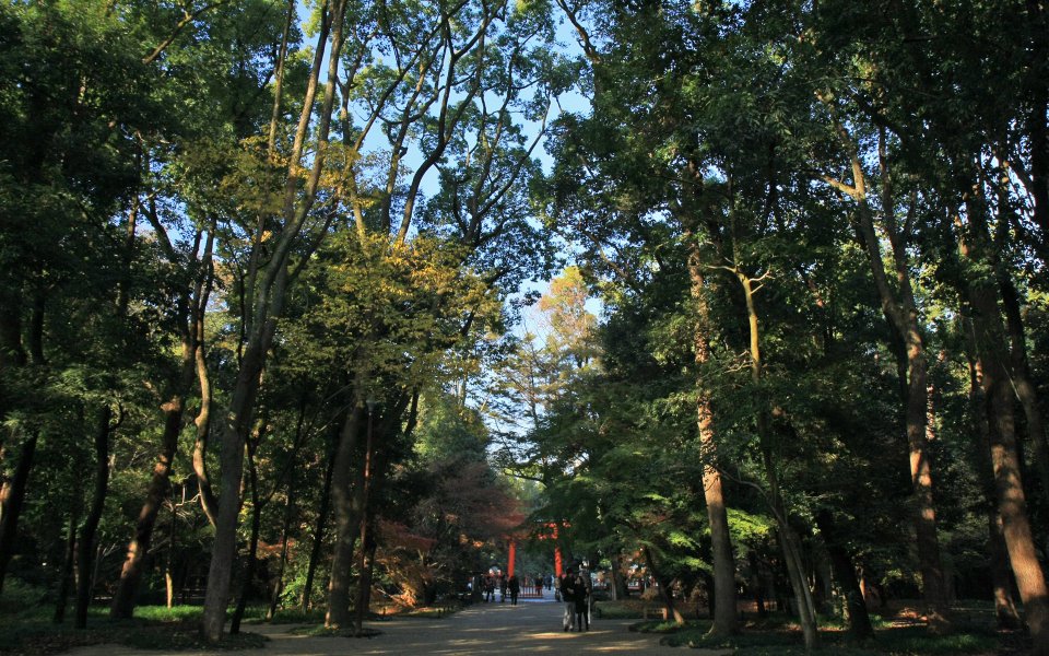 Japan Kyoto Shimogamo Shrine Autumn Path
