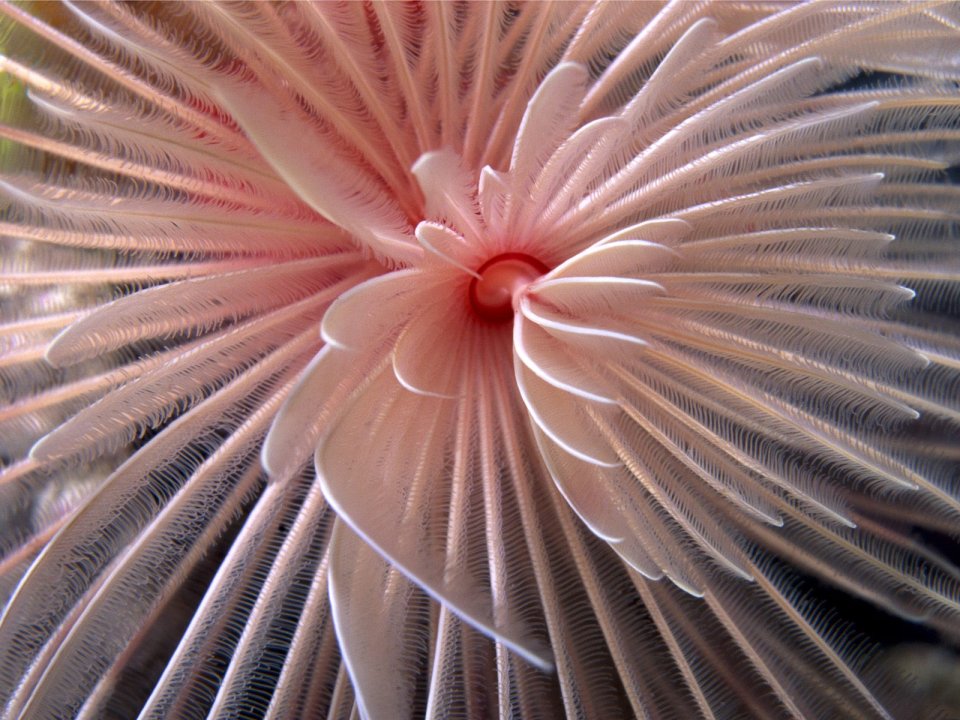 Fan Worm Solomon Islands Macro Photography