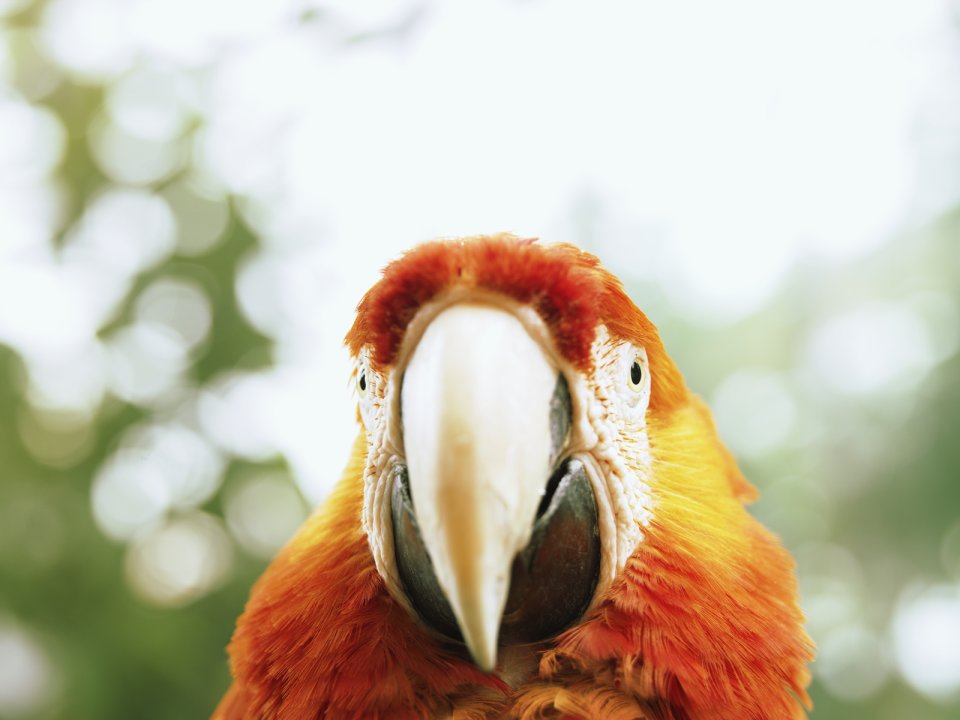 Macaw Parrot Face Close Up