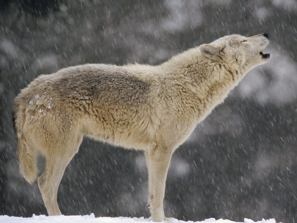 Female Timber Wolf Howling In Snow