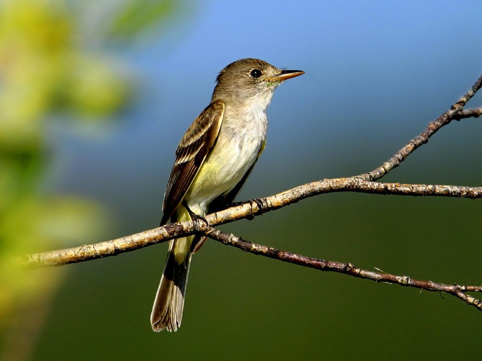 Flycatcher Perched On Branch