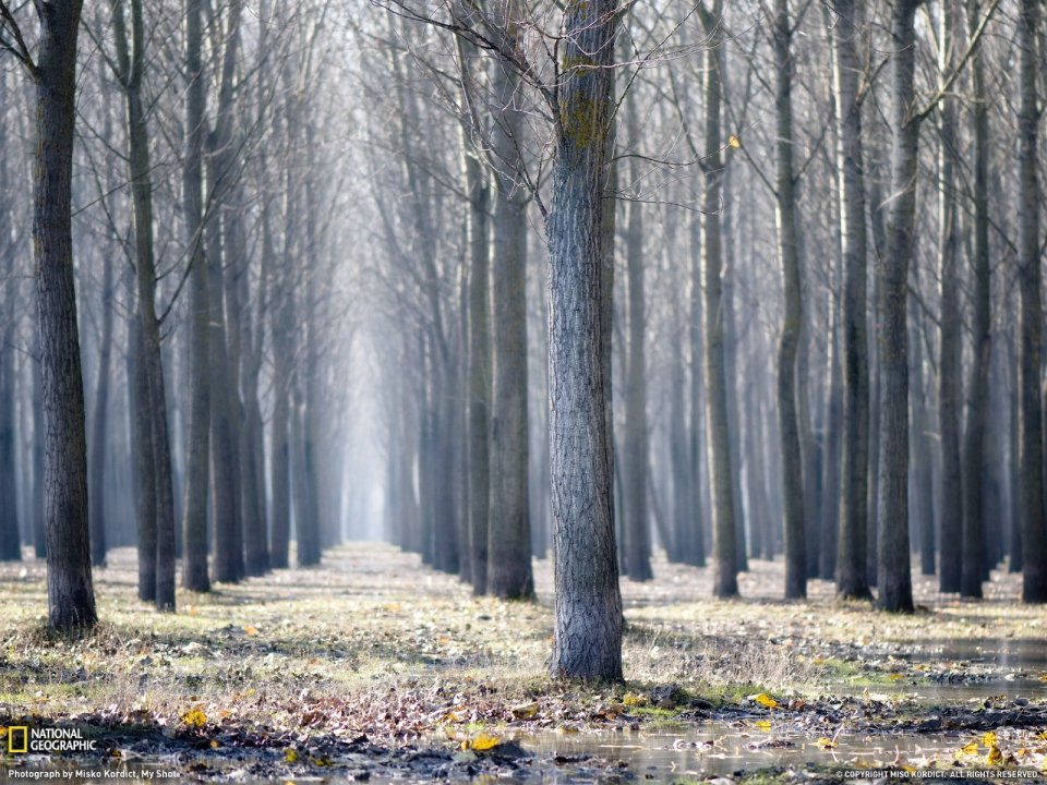 Serbia Forest Autumn Landscape