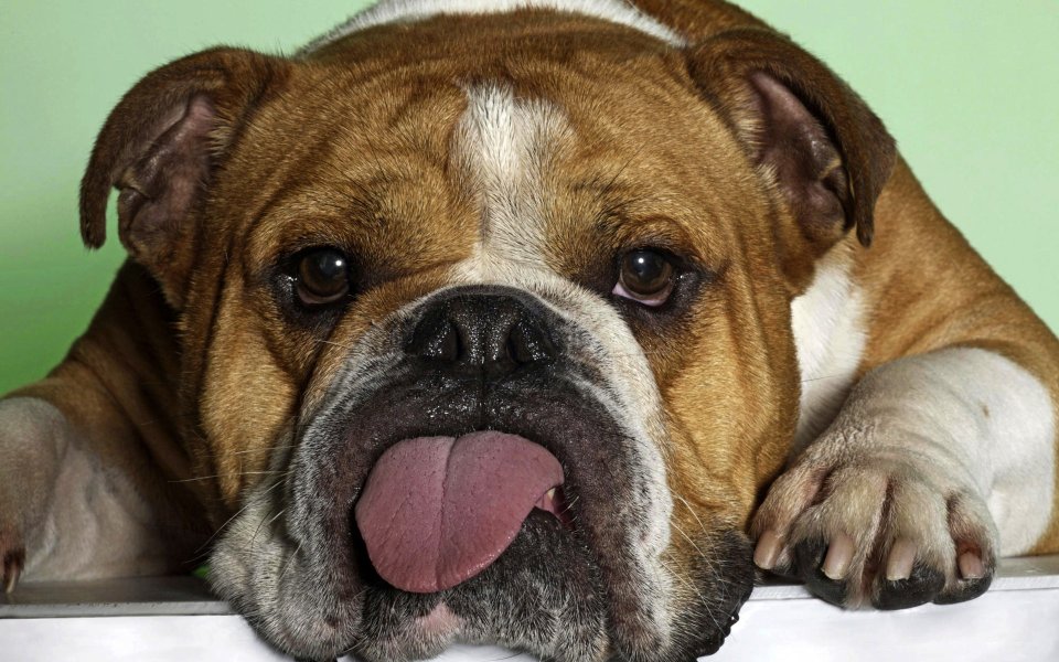 Funny Bulldog Sticking Out Tongue