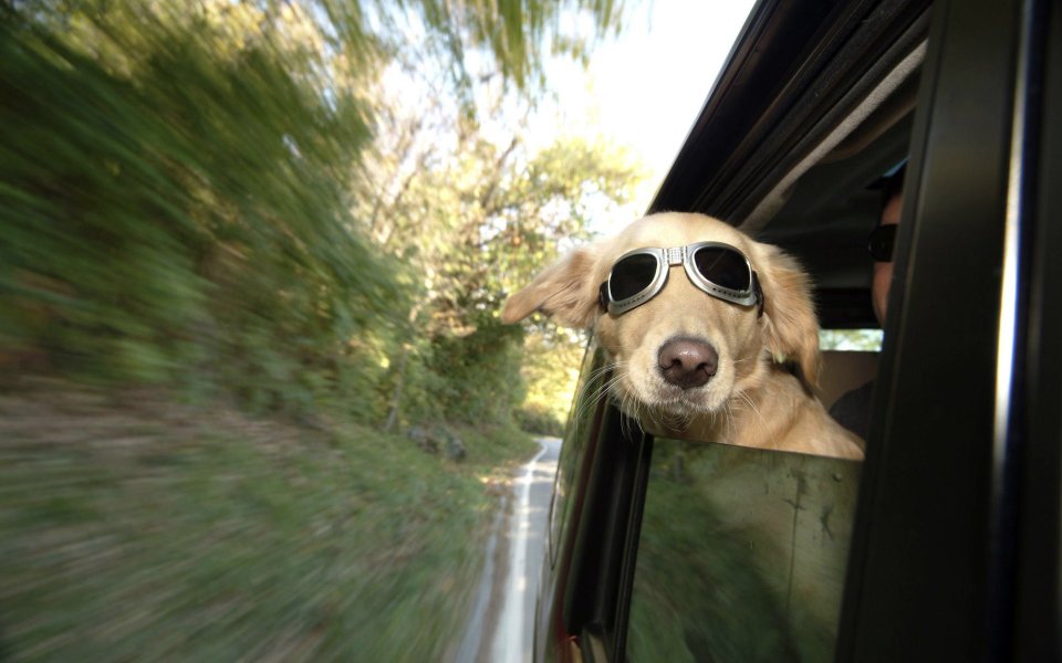 Golden Retriever Wearing Goggles In Car