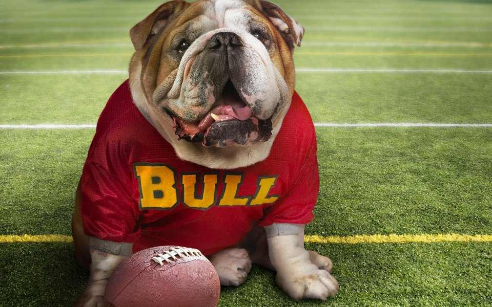 Fun Animal Moments: Cute Pets in Action