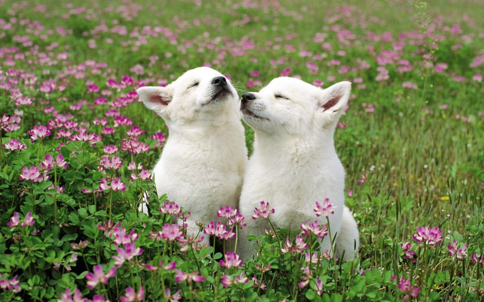 Cute Puppies Smelling Wildflowers Japan