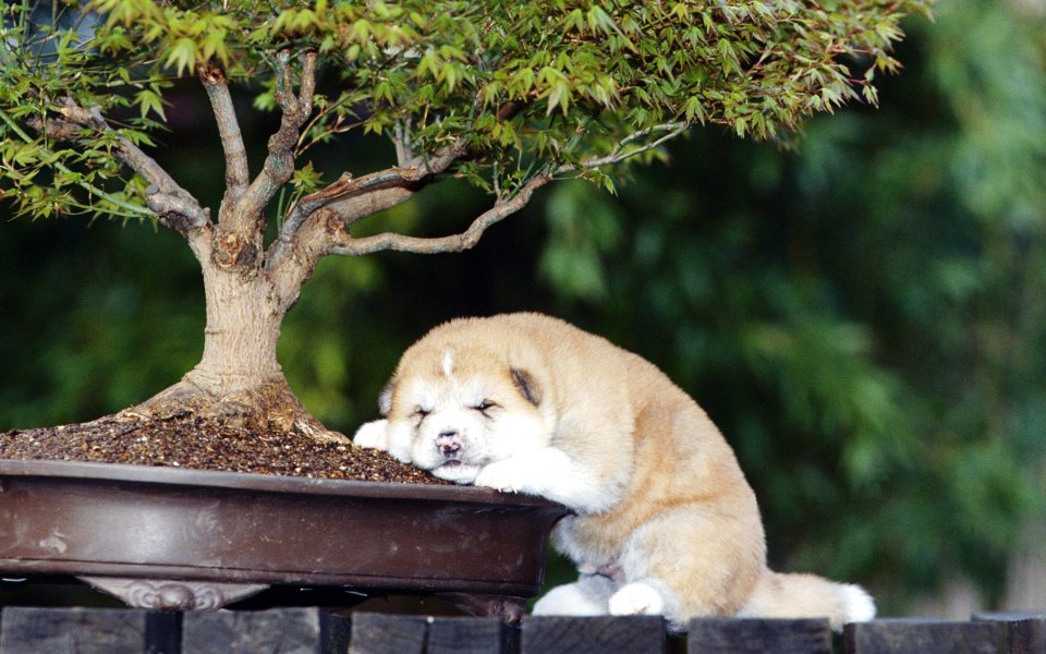 Cute Akita Puppy Sleeping Under Bonsai
