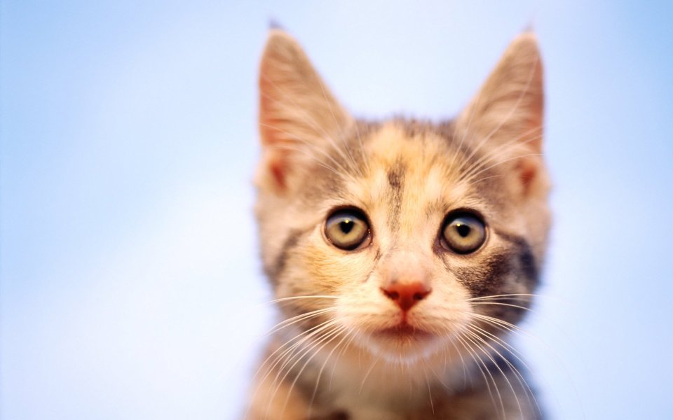Cute Calico Kitten Closeup