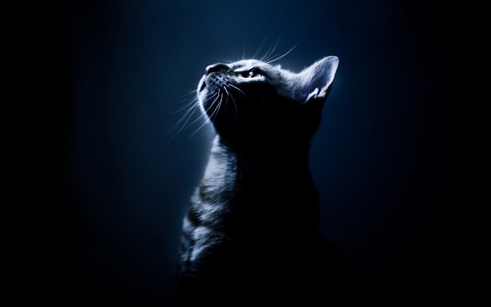 暗夜中凝视的猫
