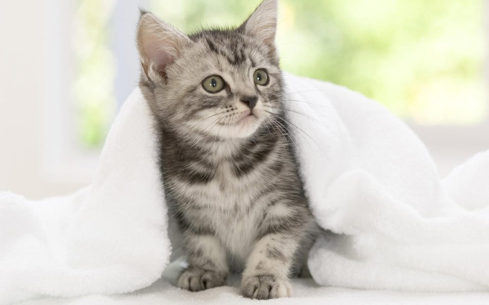 Cute American Shorthair Kitten In Blanket