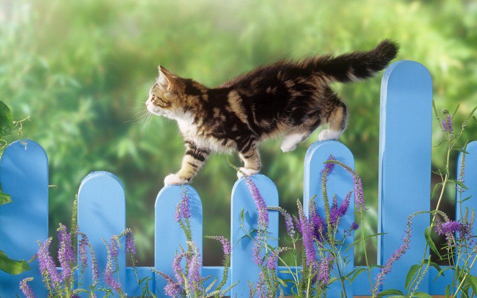 Kitten Walking On Garden Fence