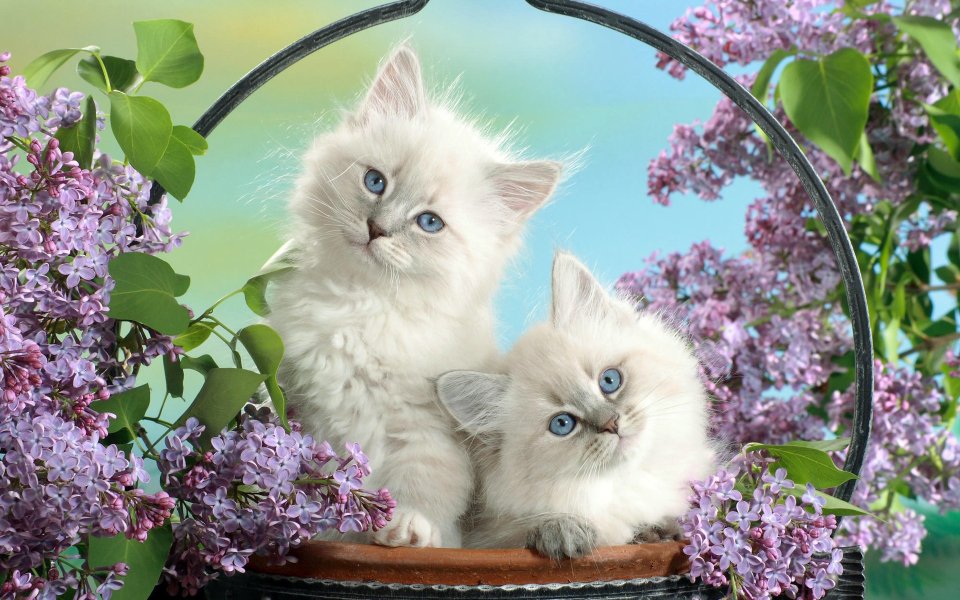 花篮中蓝眼睛的可爱小猫与丁香花