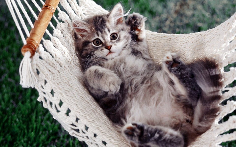 Cute Kitten Napping In Hammock