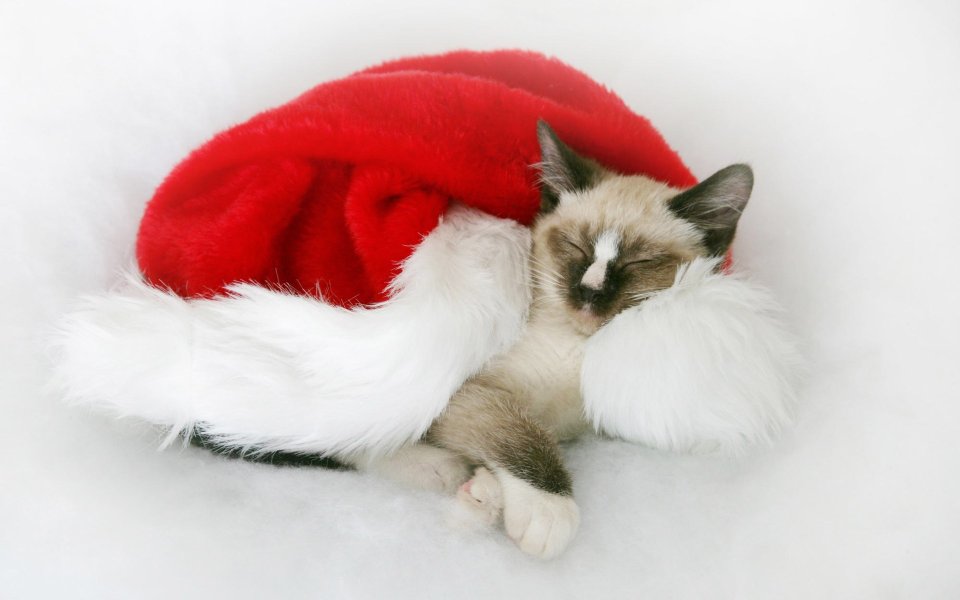 Cute Kitten Sleeping In Santa Hat