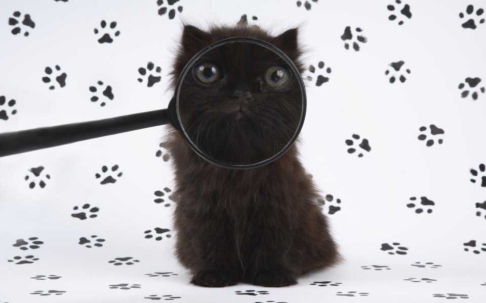 Funny Kitty Inspector Catdget