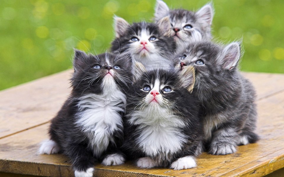 Cute Norwegian Forest Cat Kittens