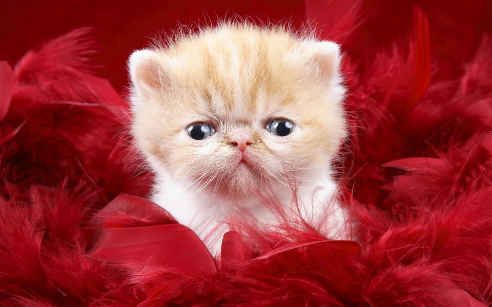 Cute Exotic Shorthair Kitten In Red Feathers