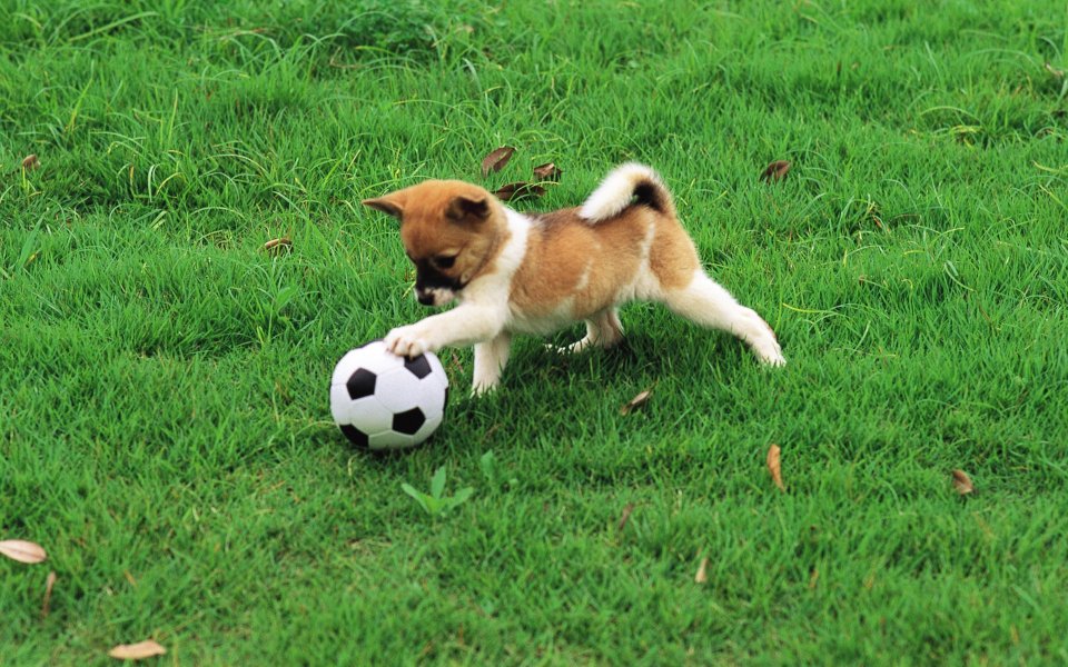 草坪上玩足球的可爱柴犬幼犬