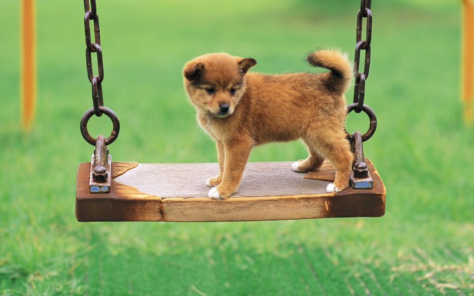 站在木质秋千上的棕色柴犬幼犬 户外草坪治愈萌宠摄影