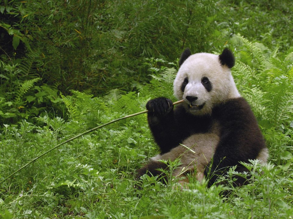 Giant Panda Eating Bamboo Wolong Reserve Sichuan China