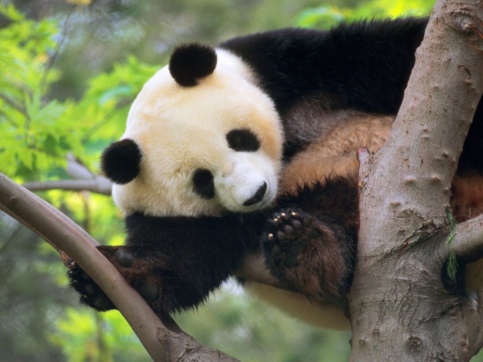 Giant Panda Resting In A Tree