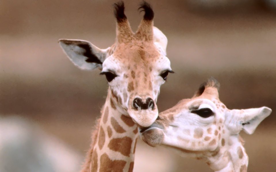 Affectionate Giraffe Couple