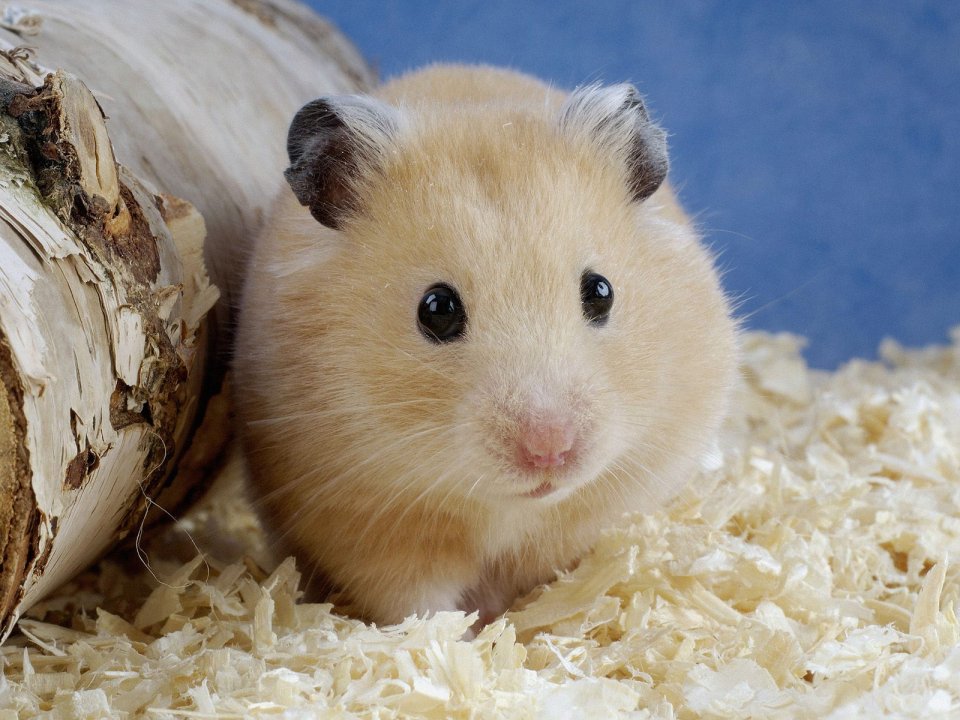 Cute Golden Hamster Close Up