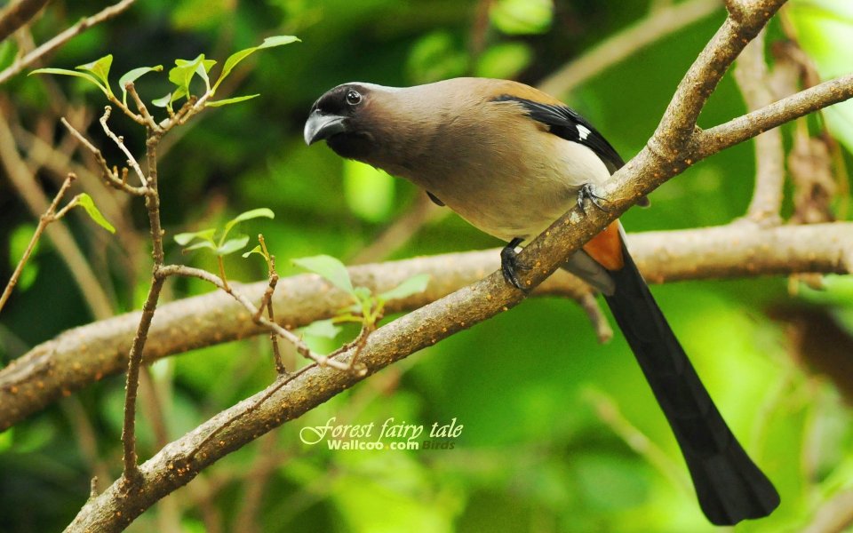 Gray Treepie Perched On Branch