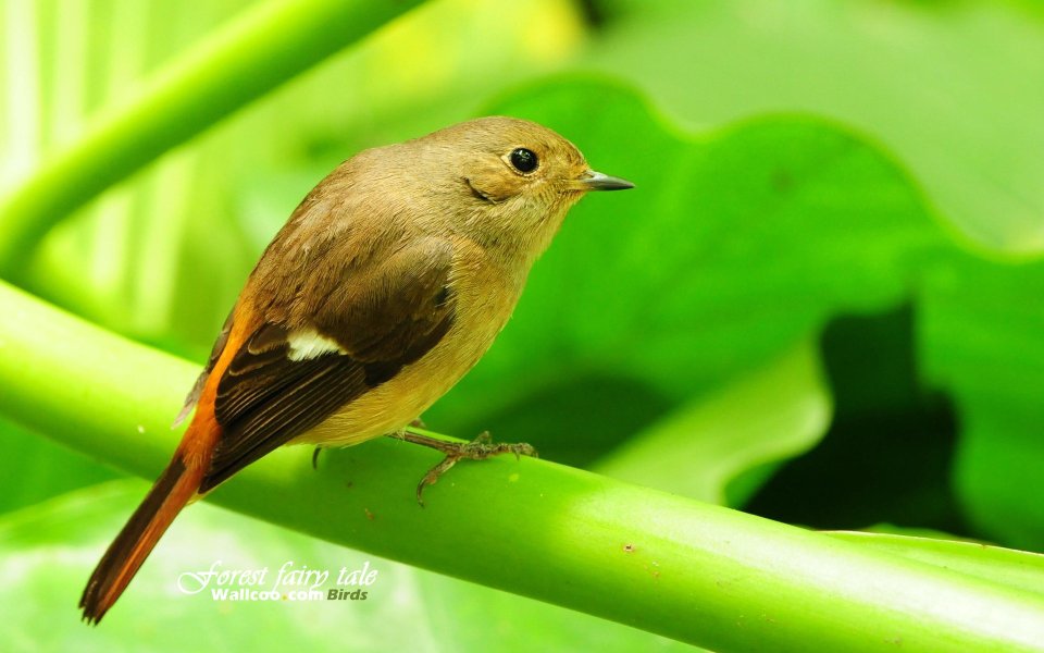 Female Daurian Redstart On Green Leaf