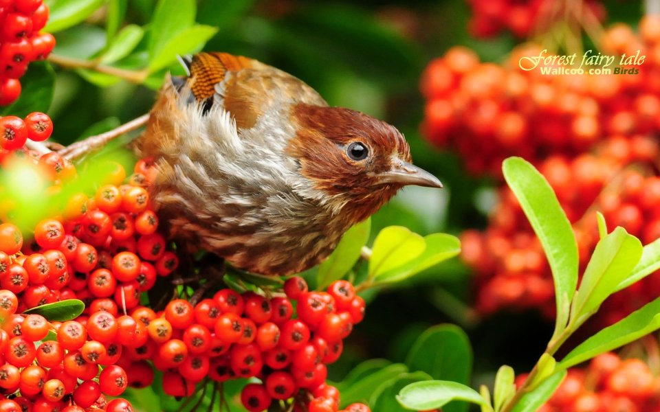 Formosan Barwing And Firethorn Berries
