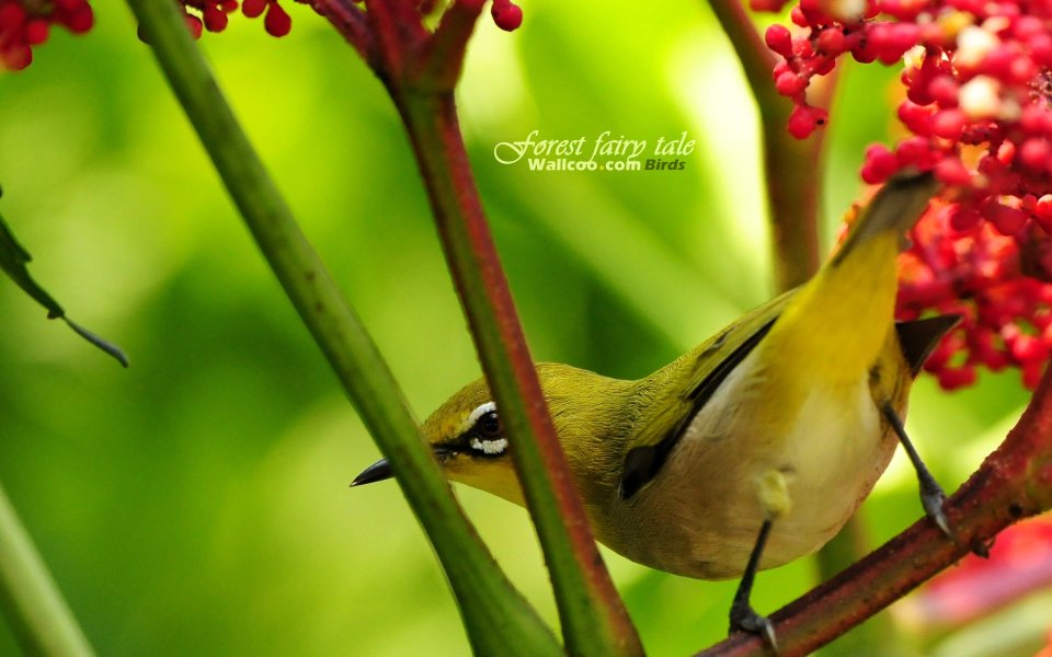 Japanese White Eye Bird On Red Berries