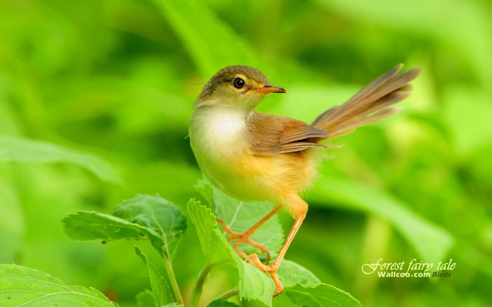 Plain Prinia Perched On Green Leaves