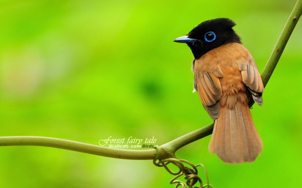 Asian Paradise Flycatcher Female Bird