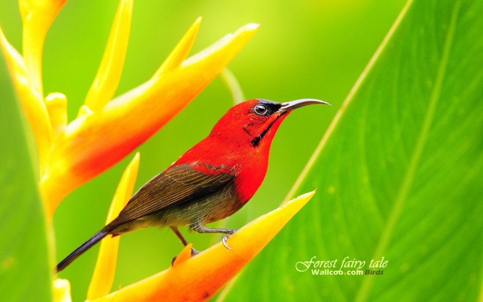 Crimson Sunbird Singapore Tropical Flower