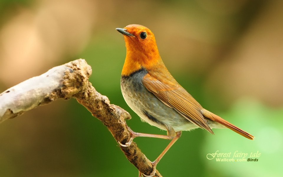 Japanese Robin Male Bird Photography