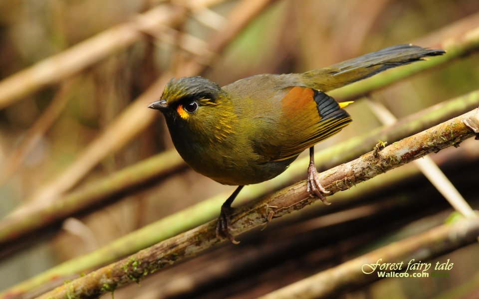 Steere Liocichla Bird Wallpaper