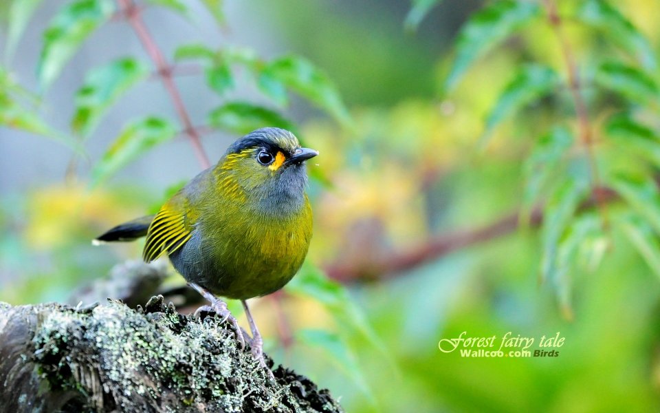 Steeres Liocichla In The Morning