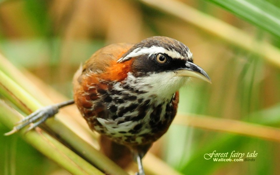 Streak Breasted Scimitar Babbler In The Bush