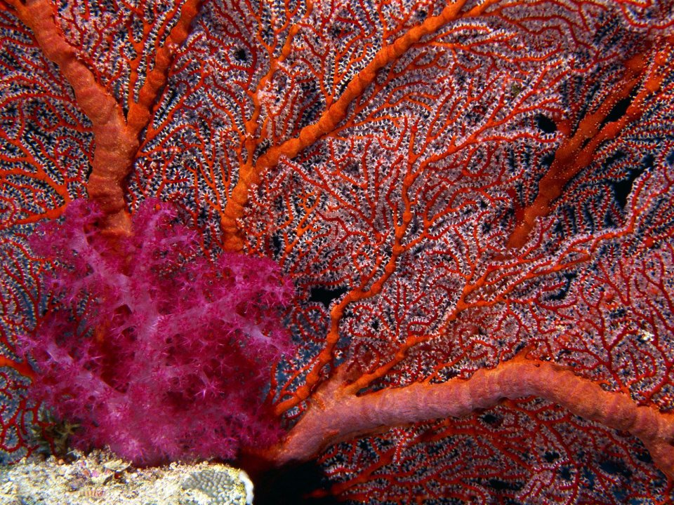 Gorgonian Sea Fan And Soft Coral