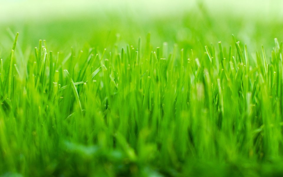Fresh Green Grass Natural Landscape